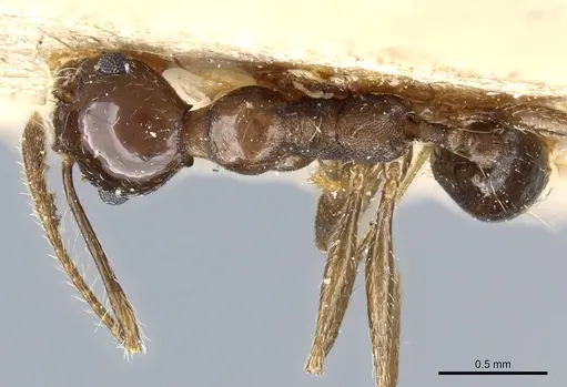 Pheidole pubiventris specimen CASENT0904338 image casent0904338_1