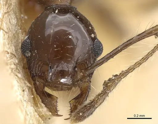 Pheidole pubiventris specimen CASENT0904338 image casent0904338_2
