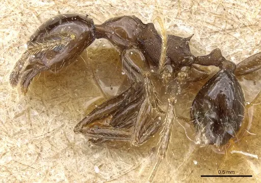 Pheidole pubiventris specimen CASENT0904338 image casent0904338_3