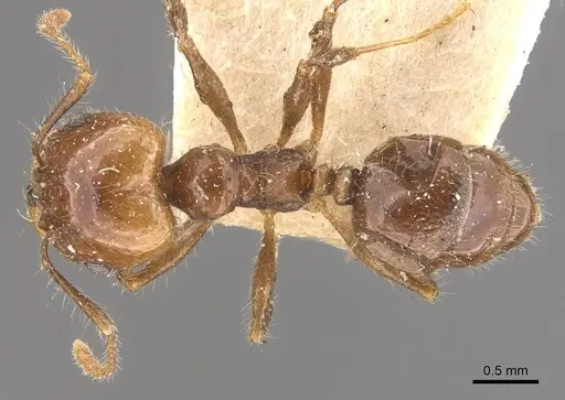 Pheidole pubiventris specimen CASENT0908232 image casent0908232_1