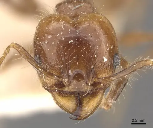 Pheidole pubiventris specimen CASENT0908232 image casent0908232_2