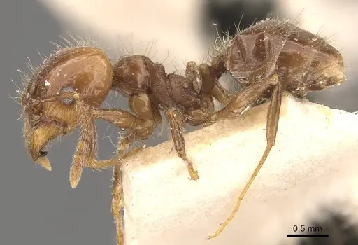 Pheidole pubiventris specimen CASENT0908232 image casent0908232_3