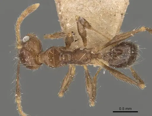 Pheidole pubiventris specimen CASENT0908233 image casent0908233_1