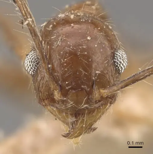 Pheidole pubiventris specimen CASENT0908233 image casent0908233_2