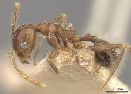 Pheidole pubiventris specimen CASENT0908233 image casent0908233_3