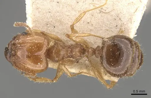 Pheidole pubiventris specimen CASENT0908234 image casent0908234_1