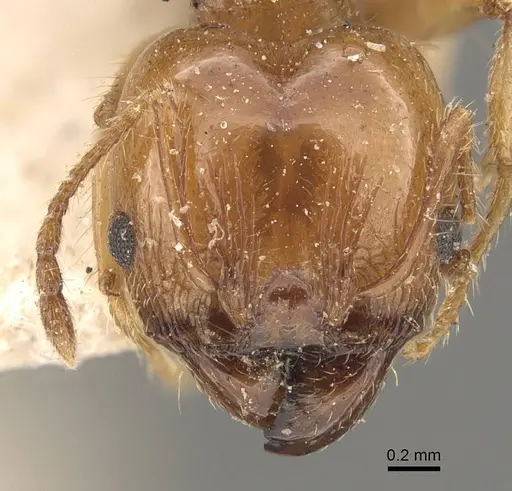 Pheidole pubiventris specimen CASENT0908234 image casent0908234_2