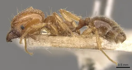 Pheidole pubiventris specimen CASENT0908234 image casent0908234_3