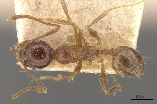 Pheidole pubiventris specimen CASENT0908235 image casent0908235_1