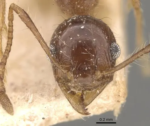 Pheidole pubiventris specimen CASENT0908235 image casent0908235_2