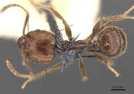 Pheidole pubiventris specimen CASENT0908236 image casent0908236_1