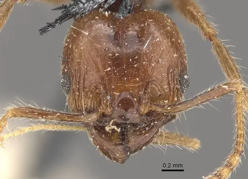 Pheidole pubiventris specimen CASENT0908236 image casent0908236_2
