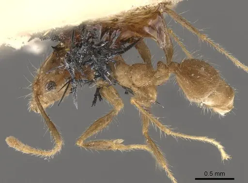 Pheidole pubiventris specimen CASENT0908237 image casent0908237_1