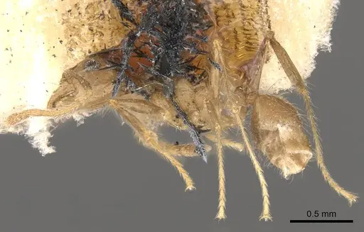 Pheidole pubiventris specimen CASENT0908237 image casent0908237_3