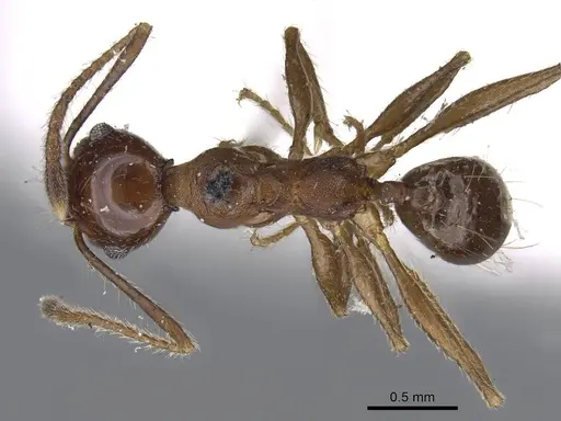 Pheidole pubiventris specimen CASENT0919753 image casent0919753_1