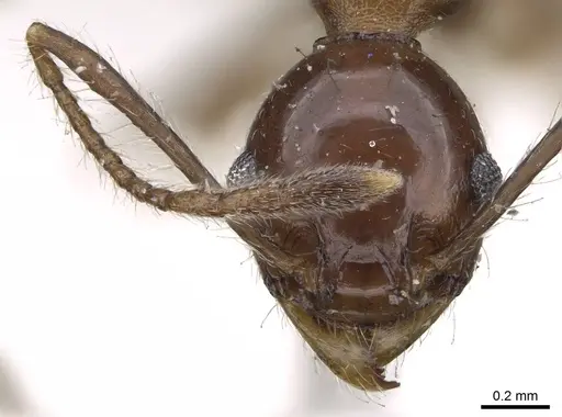 Pheidole pubiventris specimen CASENT0919753 image casent0919753_2