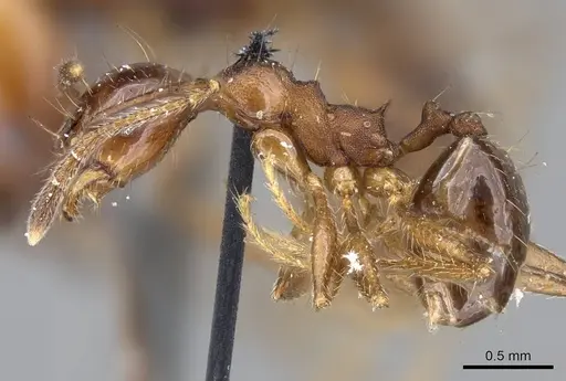 Pheidole pubiventris specimen CASENT0919753 image casent0919753_3