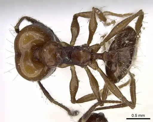 Pheidole pubiventris specimen CASENT0922211 image casent0922211_1