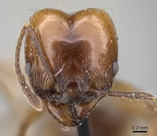 Pheidole pubiventris specimen CASENT0922211 image casent0922211_2
