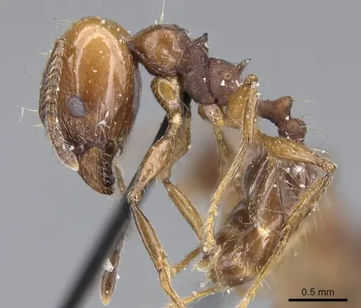 Pheidole pubiventris specimen CASENT0922211 image casent0922211_3