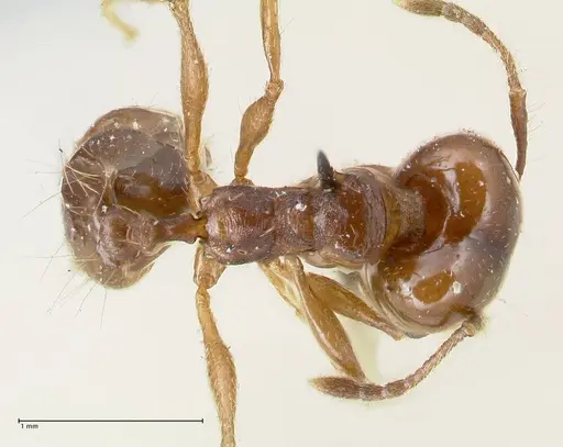 Pheidole pubiventris specimen FOCOL1549 image focol1549_1