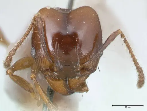 Pheidole pubiventris specimen FOCOL1549 image focol1549_2