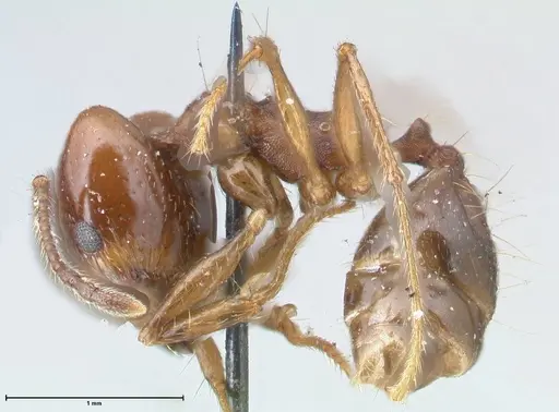 Pheidole pubiventris specimen FOCOL1549 image focol1549_3