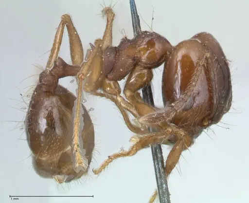 Pheidole pubiventris specimen FOCOL1549 image focol1549_4