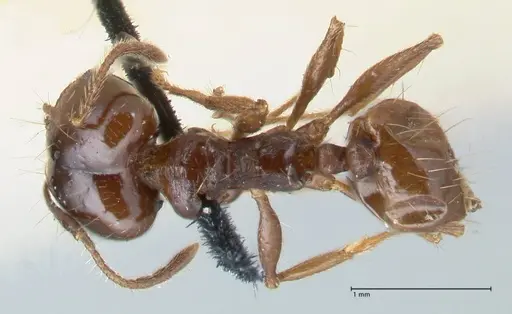 Pheidole pubiventris specimen FOCOL1550 image focol1550_1