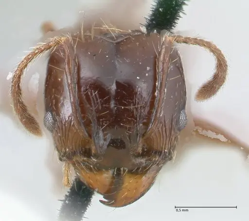 Pheidole pubiventris specimen FOCOL1550 image focol1550_2