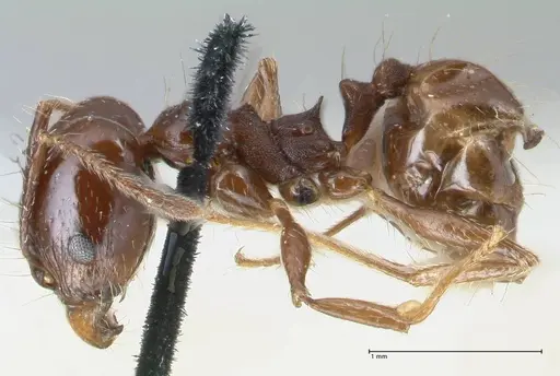 Pheidole pubiventris specimen FOCOL1550 image focol1550_3