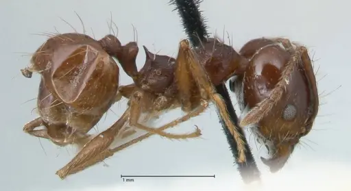 Pheidole pubiventris specimen FOCOL1550 image focol1550_4