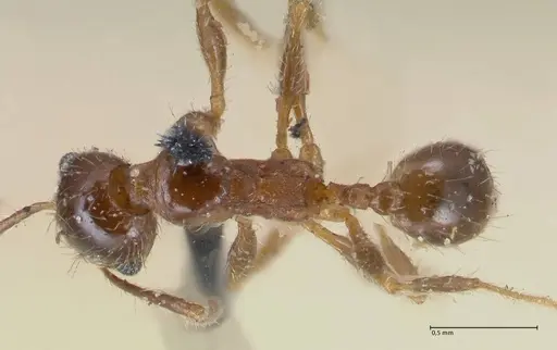 Pheidole pubiventris specimen FOCOL1551 image focol1551_1