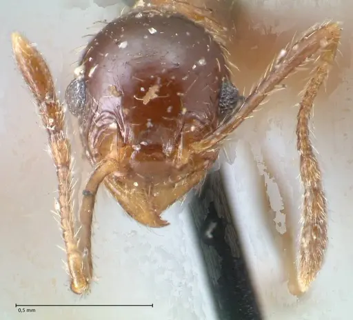 Pheidole pubiventris specimen FOCOL1551 image focol1551_2