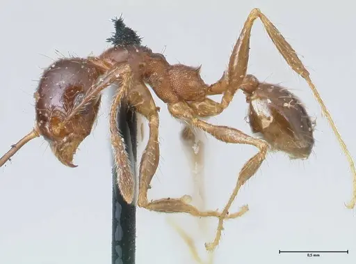 Pheidole pubiventris specimen FOCOL1551 image focol1551_3