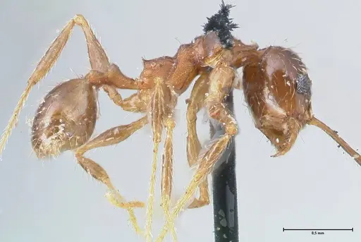 Pheidole pubiventris specimen FOCOL1551 image focol1551_4