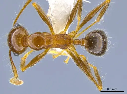 Pheidole pubiventris specimen JTLC000007336 image jtlc000007336_1