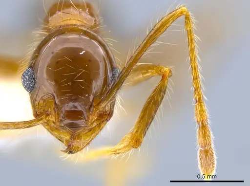 Pheidole pubiventris specimen JTLC000007336 image jtlc000007336_2