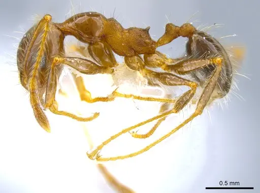 Pheidole pubiventris specimen JTLC000007336 image jtlc000007336_3