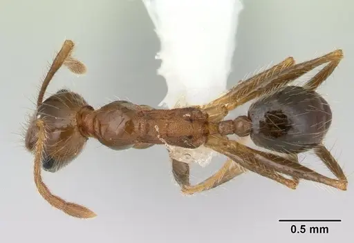 Pheidole pubiventris specimen JTLC000007354 image jtlc000007354_1