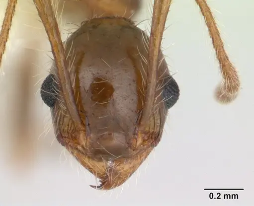 Pheidole pubiventris specimen JTLC000007354 image jtlc000007354_2