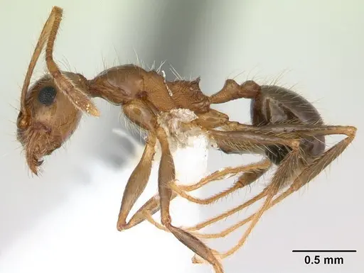 Pheidole pubiventris specimen JTLC000007354 image jtlc000007354_3