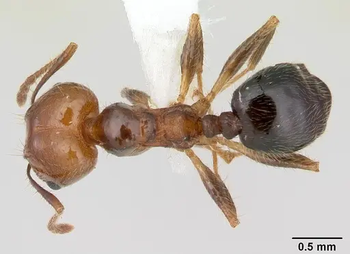 Pheidole pubiventris specimen JTLC000007355 image jtlc000007355_1