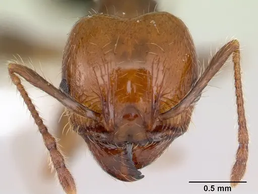 Pheidole pubiventris specimen JTLC000007355 image jtlc000007355_2