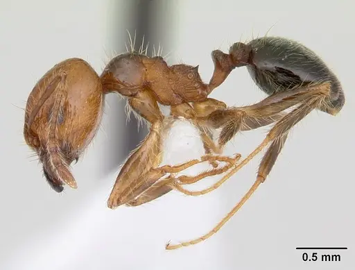 Pheidole pubiventris specimen JTLC000007355 image jtlc000007355_3