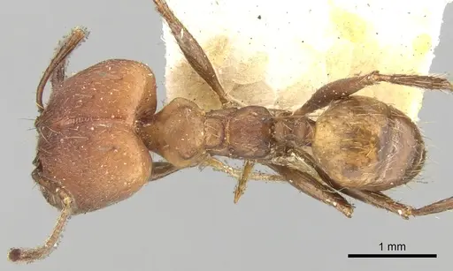 Pheidole pugnax specimen CASENT0281747 image casent0281747_1