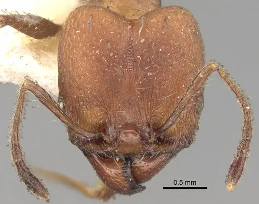Pheidole pugnax specimen CASENT0281747 image casent0281747_2