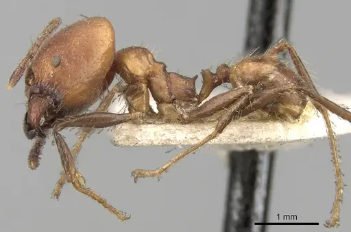 Pheidole pugnax specimen CASENT0281747 image casent0281747_3