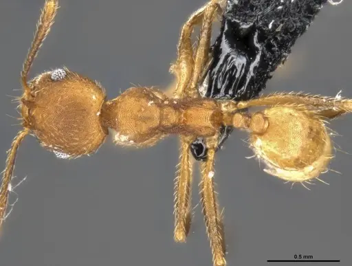 Pheidole pugnax specimen CASENT0282926 image casent0282926_1