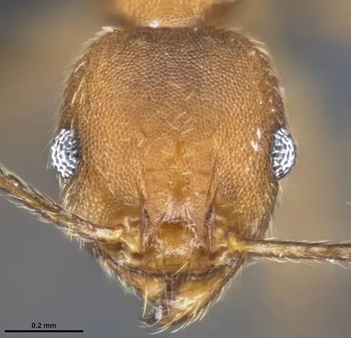 Pheidole pugnax specimen CASENT0282926 image casent0282926_2